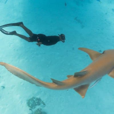 Swimming With Sharks in the Maldives (And Why It's Totally Safe)