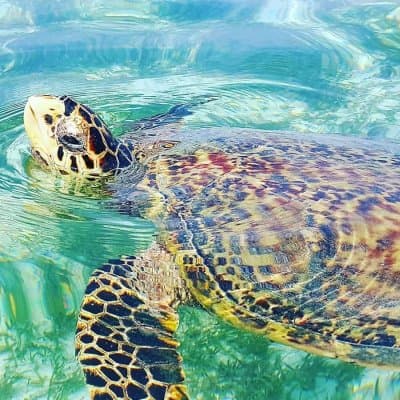 Swimming With Sharks in the Maldives (And Why It's Totally Safe)