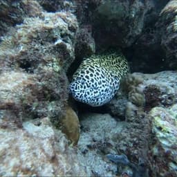 Malé: 3 Hour Snorkeling Safari – Explore Kurumba Reef & Fishtank Adventure 5