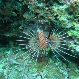 Malé: 3 Hour Snorkeling Safari – Explore Kurumba Reef & Fishtank Adventure 3
