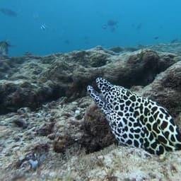 Malé: 3 Hour Snorkeling Safari – Explore Kurumba Reef & Fishtank Adventure 4