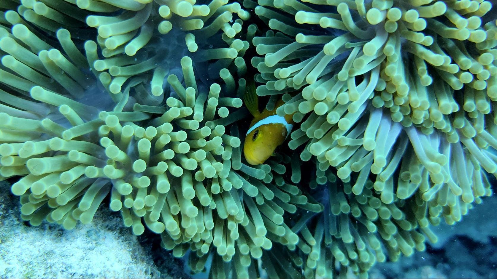 Malé: 3 Hour Snorkeling Safari – Explore Kurumba Reef & Fishtank Adventure