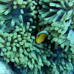 Malé: 3 Hour Snorkeling Safari – Explore Kurumba Reef & Fishtank Adventure 1