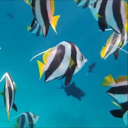 Malé: 3 Hour Snorkeling Safari – Explore Kurumba Reef & Fishtank Adventure 2