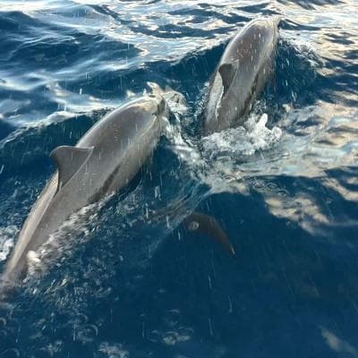Malé: 2 Hour Sunset & Dolphins: An Unforgettable Cruise Experience!