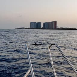Malé: 2 Hour Sunset & Dolphins: An Unforgettable Cruise Experience! 3