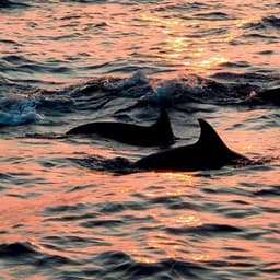 Malé: 2 Hour Sunset & Dolphins: An Unforgettable Cruise Experience! 5
