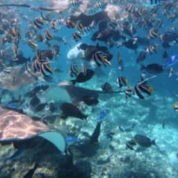 Fishtank Snorkeling Adventure – Shipwrecks, Sandbanks & Gulhi Island 4