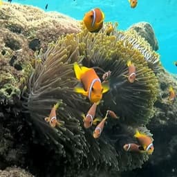 Full Day Island Hopping & Snorkeling Adventure 1