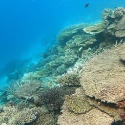 Full Day Island Hopping & Snorkeling Adventure 5