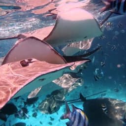 Fishtank Snorkeling Adventure – Shipwrecks, Sandbanks & Gulhi Island 2