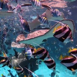 Fishtank Snorkeling Adventure – Shipwrecks, Sandbanks & Gulhi Island 3