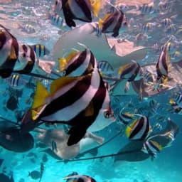 Fishtank Snorkeling Adventure – Shipwrecks, Sandbanks & Gulhi Island 1