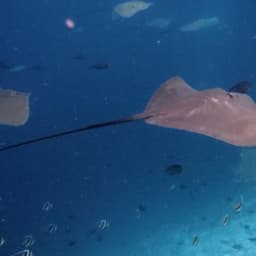 Fishtank Snorkeling Adventure – Shipwrecks, Sandbanks & Gulhi Island 5