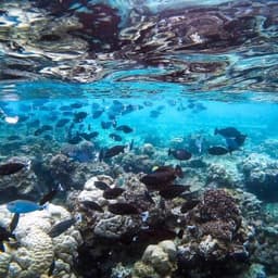 Half Day Snorkeling & Sandbank Adventure  3
