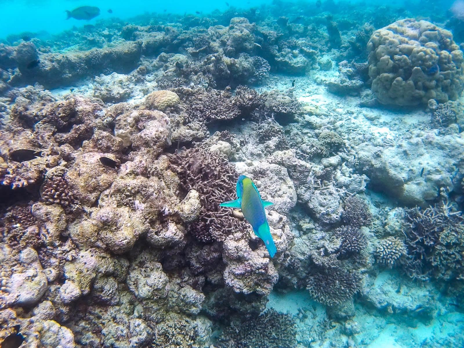 Half Day Snorkeling & Sandbank Adventure 