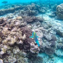 Half Day Snorkeling & Sandbank Adventure  1