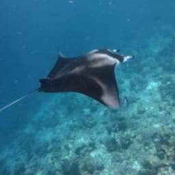 Snorkeling with Manta Rays – Close Encounters in the Maldives 5