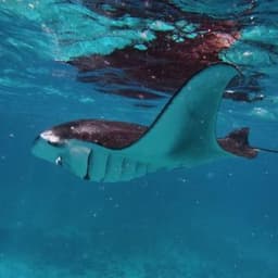 Snorkeling with Manta Rays – Close Encounters in the Maldives 1