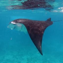 Snorkeling with Manta Rays – Close Encounters in the Maldives 4