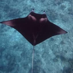 Snorkeling with Manta Rays – Close Encounters in the Maldives 2