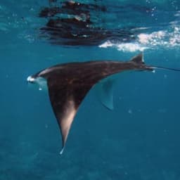 Snorkeling with Manta Rays – Close Encounters in the Maldives 3