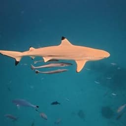 Real Break Adventure – Snorkel Shipwrecks, Swim with Sharks & Dolphin Cruise 3