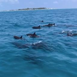 Real Break Adventure – Snorkel Shipwrecks, Swim with Sharks & Dolphin Cruise 2