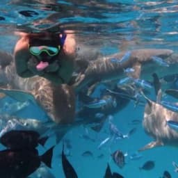 Shark Bay Adventure – Sharks, Dolphins & Explore Fulidhoo Island 3