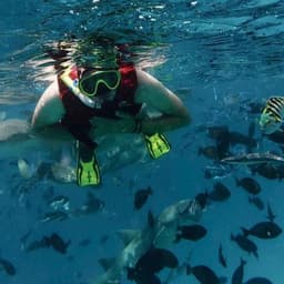 Shark Bay Adventure – Sharks, Dolphins & Explore Fulidhoo Island 6