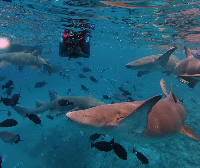 Shark Bay Adventure – Sharks, Dolphins & Explore Fulidhoo Island