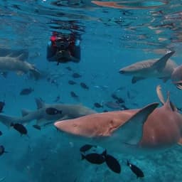 Shark Bay Adventure – Sharks, Dolphins & Explore Fulidhoo Island 1