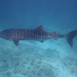 Whale Shark Adventure – Swim with the Gentle Giants of the Maldives 3