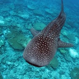 Whale Shark Adventure – Swim with the Gentle Giants of the Maldives 4