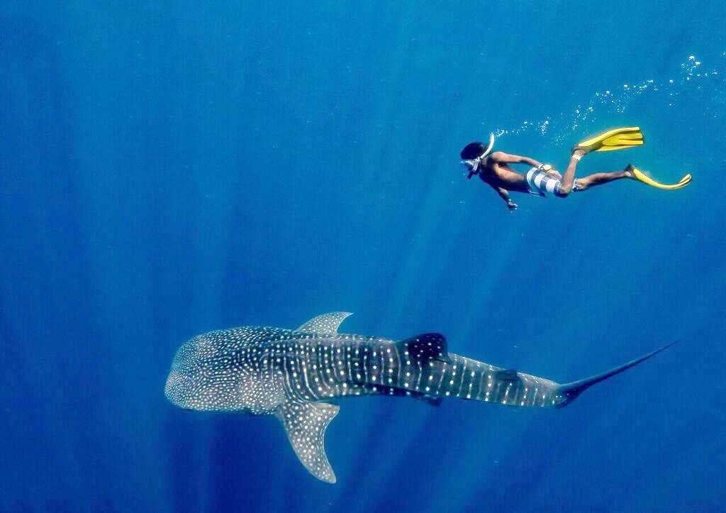 Whale Shark Adventure – Swim with the Gentle Giants of the Maldives