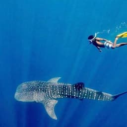 Whale Shark Adventure – Swim with the Gentle Giants of the Maldives 1