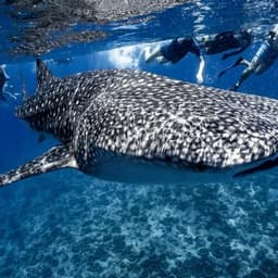 Whale Shark Adventure – Swim with the Gentle Giants of the Maldives 2