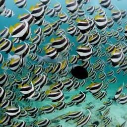 Fishtank Adventure – Swim Among Tropical Fish & Stingrays 4
