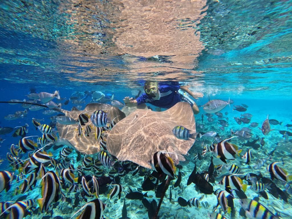 Fishtank Adventure – Swim Among Tropical Fish & Stingrays