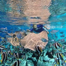 Fishtank Adventure – Swim Among Tropical Fish & Stingrays 1