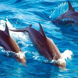 VaavuVenture – The Ultimate Vaavu Adventure 3
