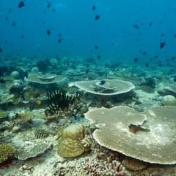 2 Point Snorkeling Adventure in the Maldives 4