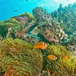 2 Point Snorkeling Adventure in the Maldives 1