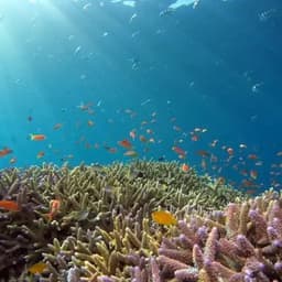 2 Point Snorkeling Adventure in the Maldives 2