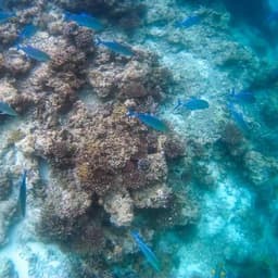 2 Point Snorkeling Adventure in the Maldives 3