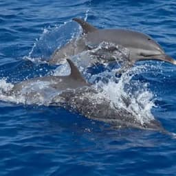 Full Day Maldives Adventure Trip from Maafushi 5