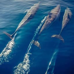 Full Day Maldives Adventure Trip from Maafushi 3