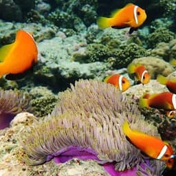 Full Day Maldives Adventure Trip from Maafushi 2
