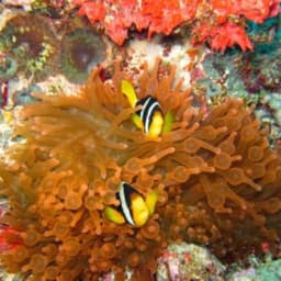 Half-Day Snorkeling & Sandbank Adventure in the Maldives 2