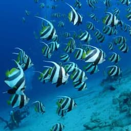 Kaafu Atoll Explore Package – Snorkeling, Island Visit, Sandbank Lunch & Dolphins 4